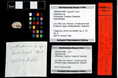 Foto (Objekt + Etikett) von Gastrodorus sp.  (NHMW-GEO-1990-0041-4660)